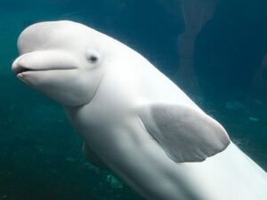 Белый дельфин фото